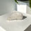Thumbnail: White Aragonite Calcite Cluster