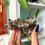 Thumbnail: Smoky Quartz Cluster, You Choose