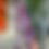 Thumbnail: Amethyst Tooth, larger size