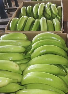 platano_0.png