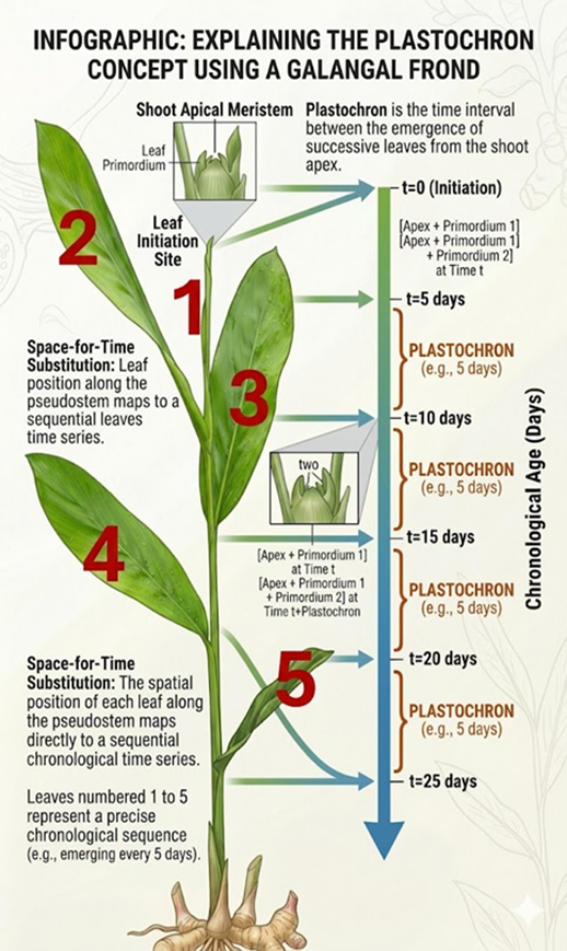 Practical Plant Growth Analysis Galangal Plastochron
