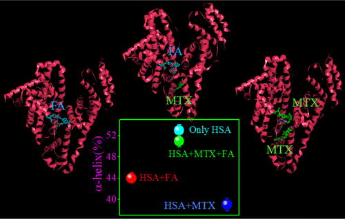 Simultaneous binding of folic acid and methotrexate to HSA