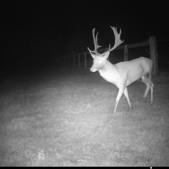 Black and white infrared imagery of deer lit up at night. It has two large antlers and is walking across the paddock at night. 