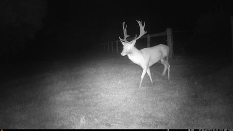 Black and white infrared imagery of deer lit up at night. It has two large antlers and is walking across the paddock at night. 