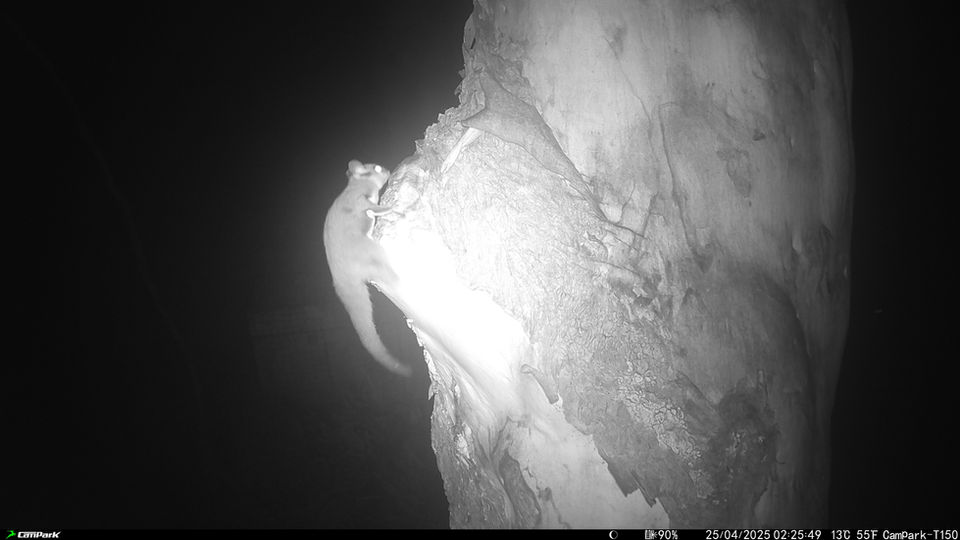 A black of white night vision image of a sugar glider inspects a hollow at night.