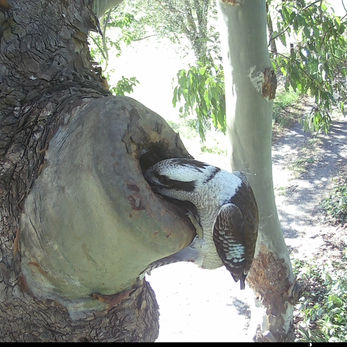 A kookbura has it's head stuck into a tree hollow. 
