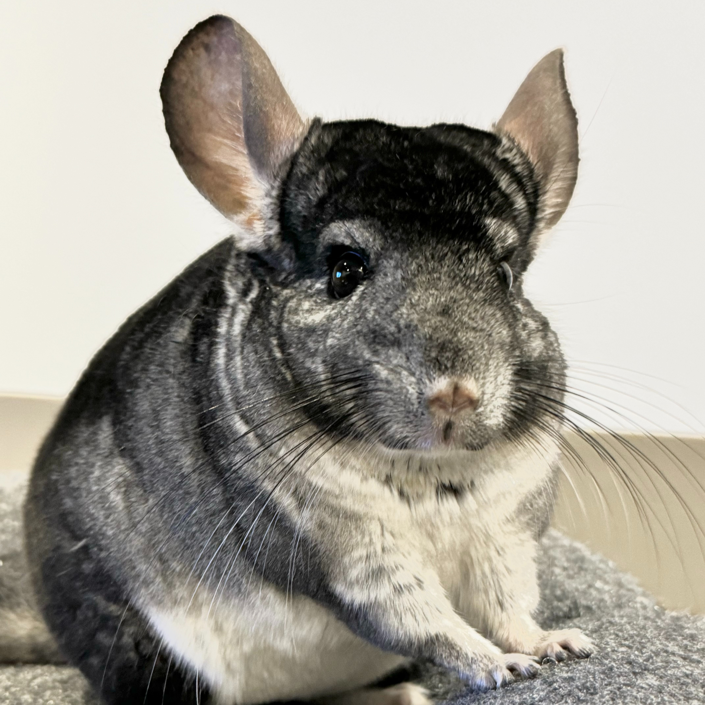 執筆者の写真: 広報担当チロル(チンチラ)