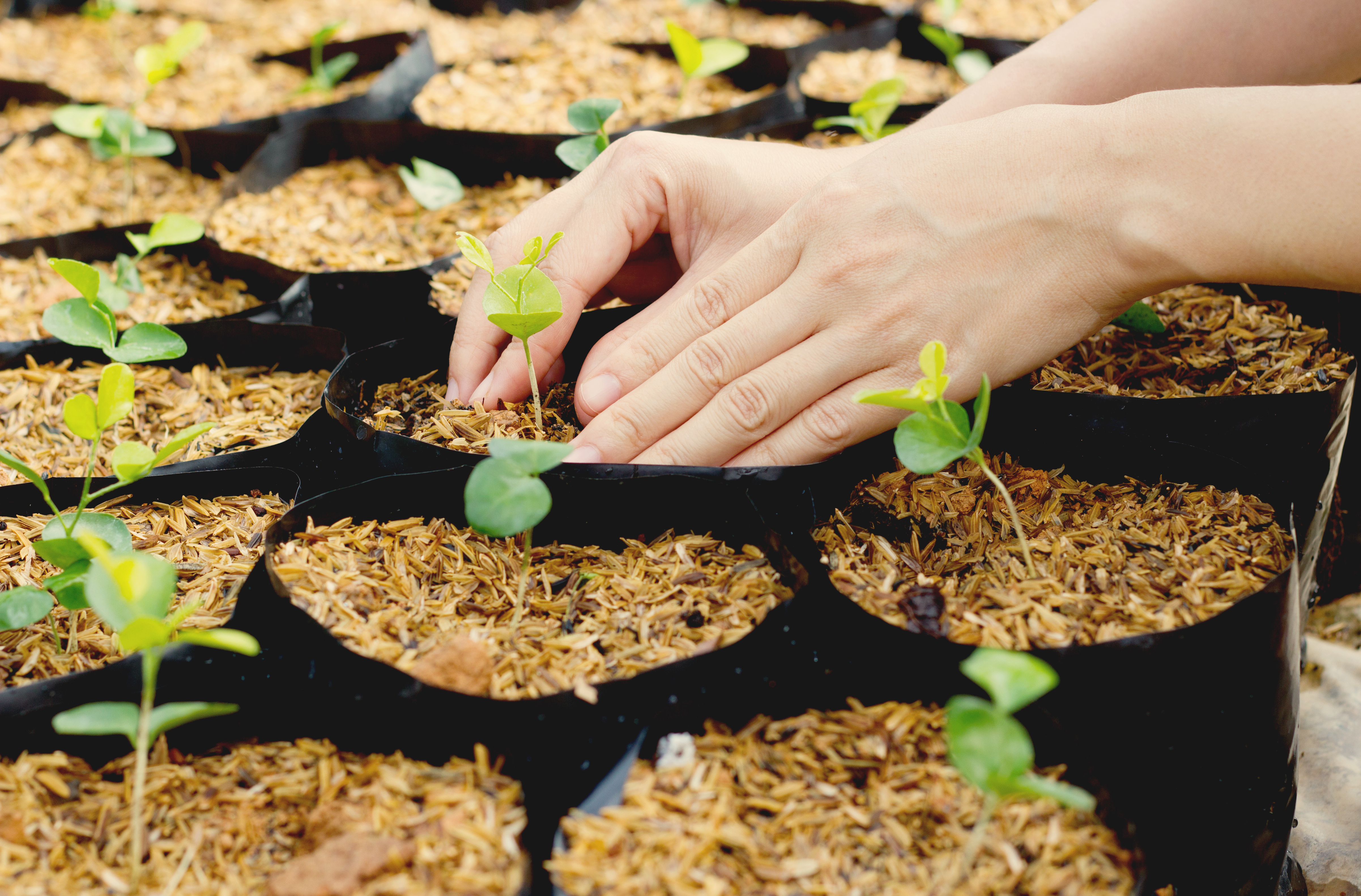 HORTICULTURAL SOCIETY
