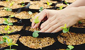 Growing Plants