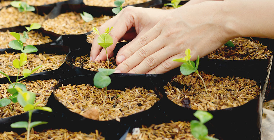 Growing Plants