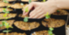 Growing Plants