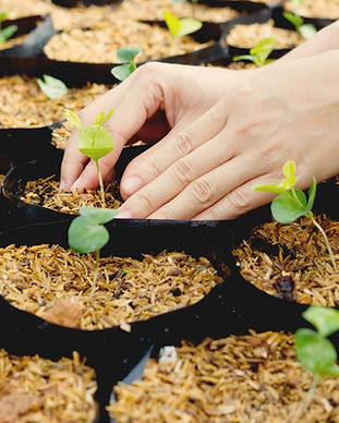 Plantas creciendo
