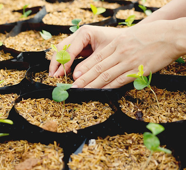Growing Plants
