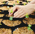 Growing Plants