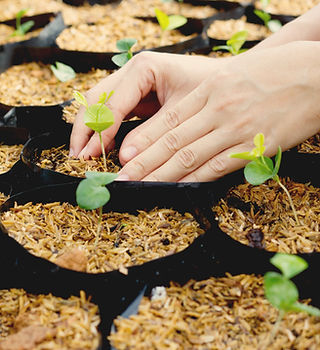 Growing Plants