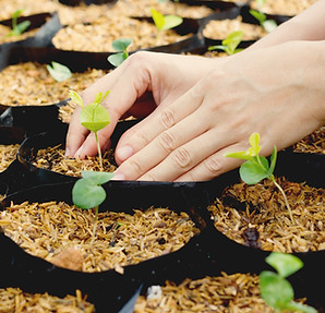 Growing Plants