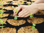Why Edible Eden uses Permaculture Principles and not Agricultural ones