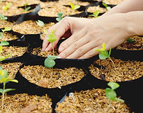 Les plantes qui poussent