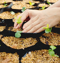 Growing Plants