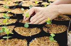 Organic Farming