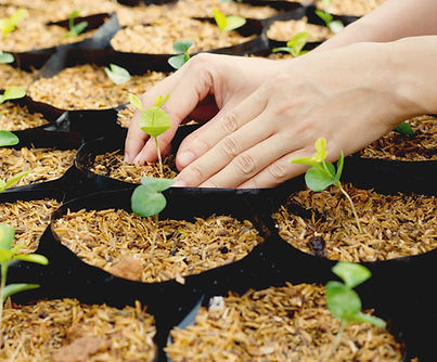 Plantas creciendo