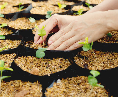 Growing Plants