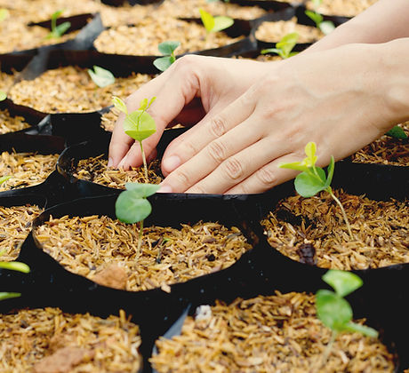 Growing Plants