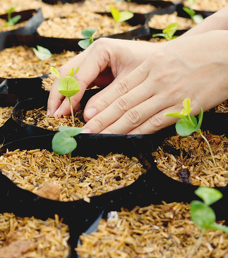 Growing Plants