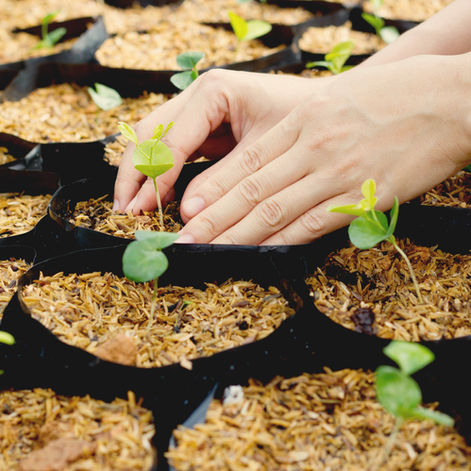 SISTEMAS AGROECOLÓGICOS LOCAIS: PERMACULTURA - GEDS ECOLÓGICO