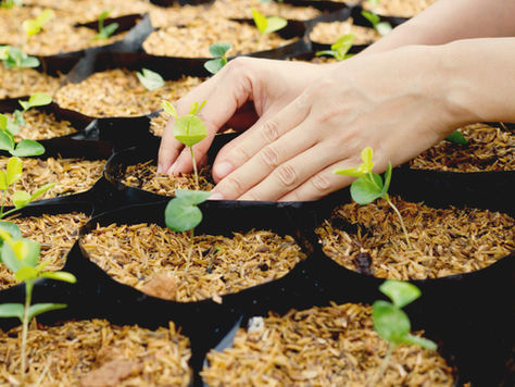Why Edible Eden uses Permaculture Principles and not Agricultural ones