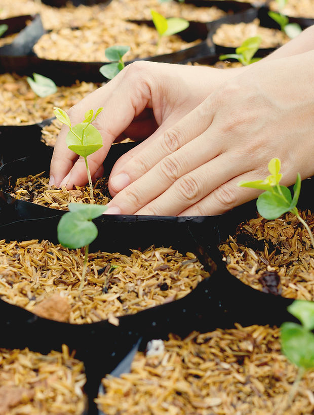 Growing Plants