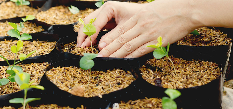 Growing Plants