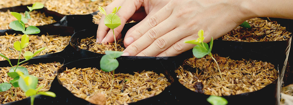 Growing Plants