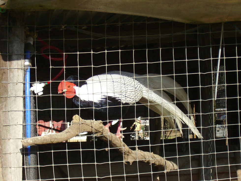 Silver Male 02