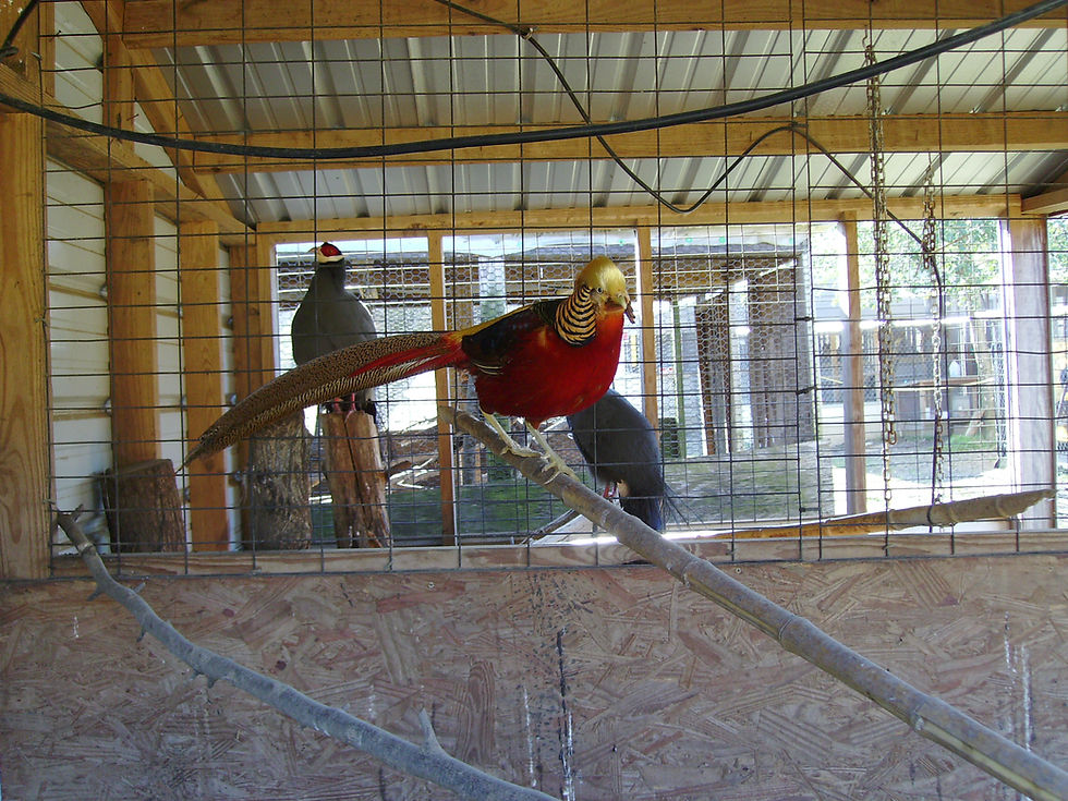Golden Male 01