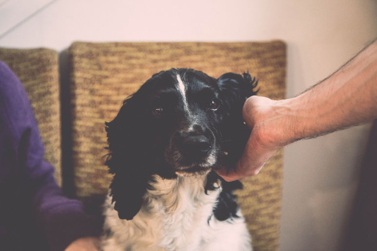 If you love your pets, show them off !