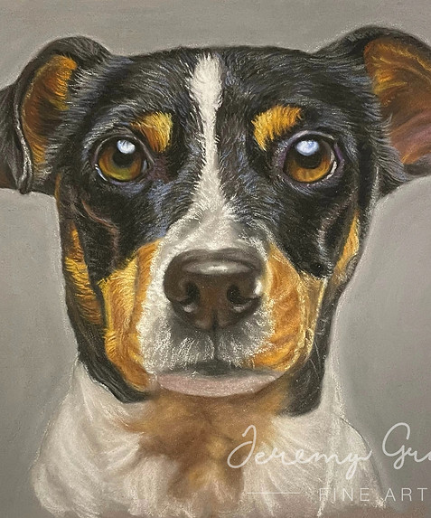 Close up pastel drawing of a black and white and brown terrier
