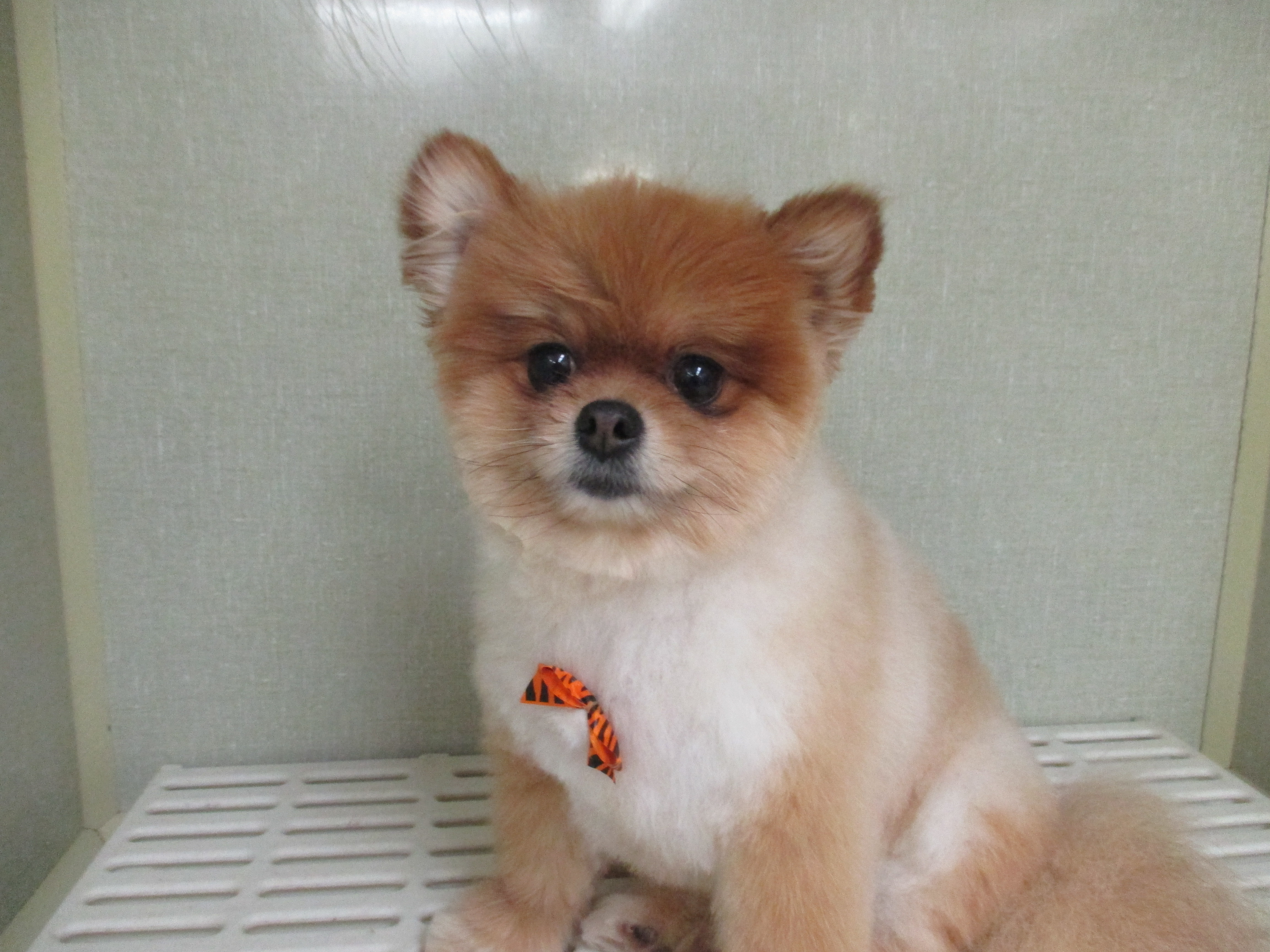 the dog house groomer