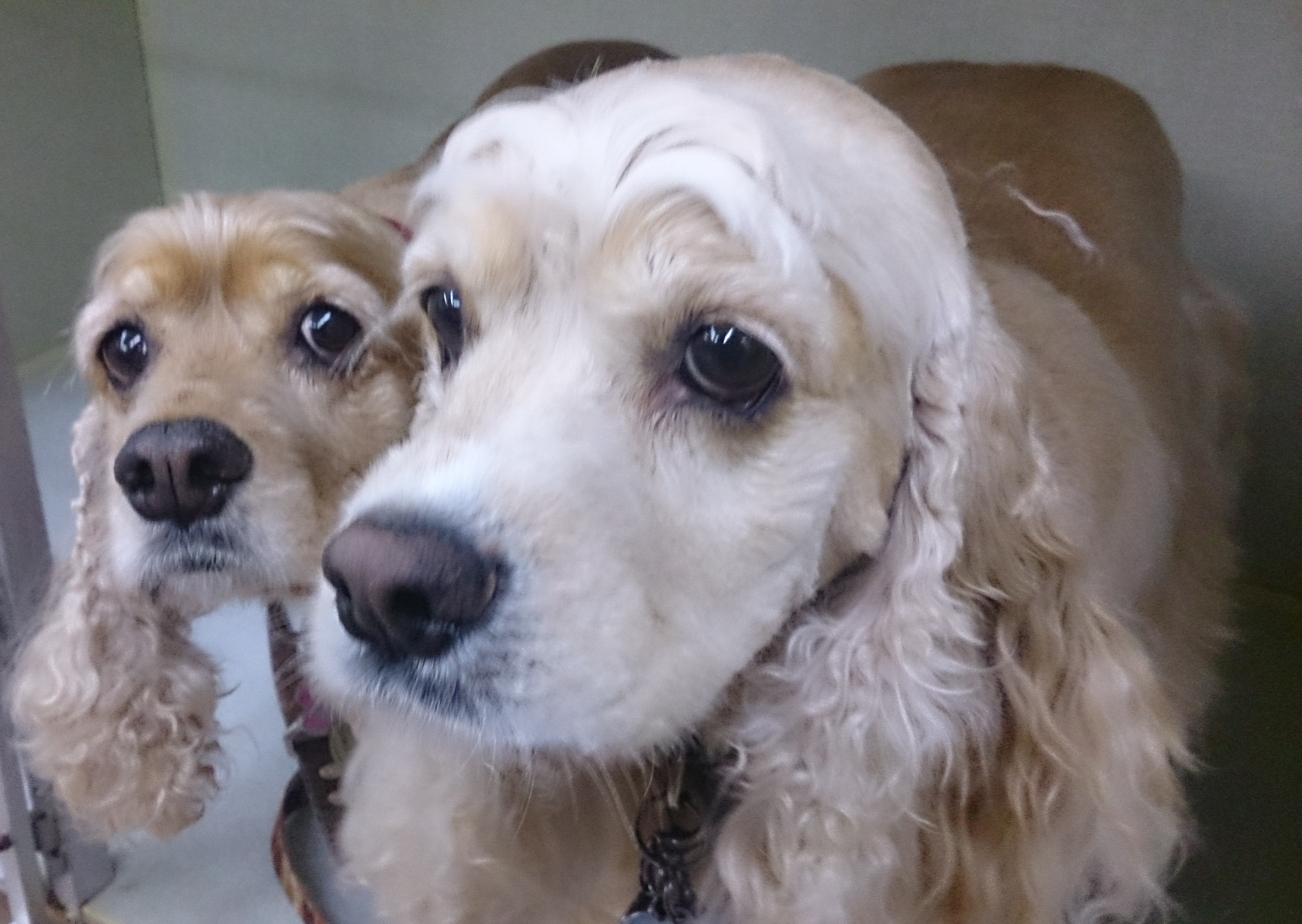 the dog house groomer