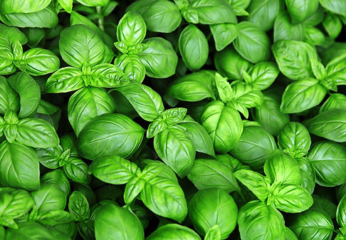 AdobeStock_81129315.jpeg