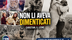 Christian il leone: la vera storia dell'abbraccio