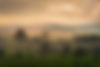 forest-trees-and-green-mountain-hills-nature-land-2023-11-27-05-35-37-utc.jpg