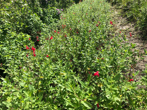IMG_2170.jpeg