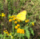 IMG_2200.jpeg