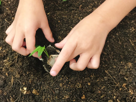 Plant Project | Part II