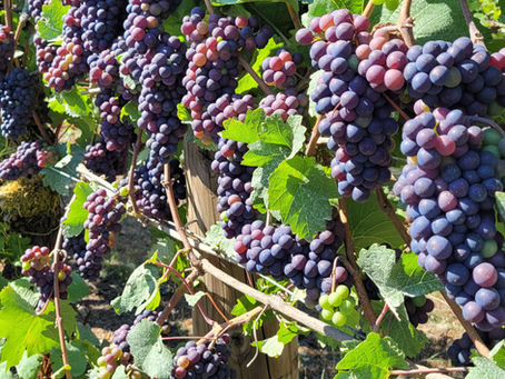 Veraison is Happening!