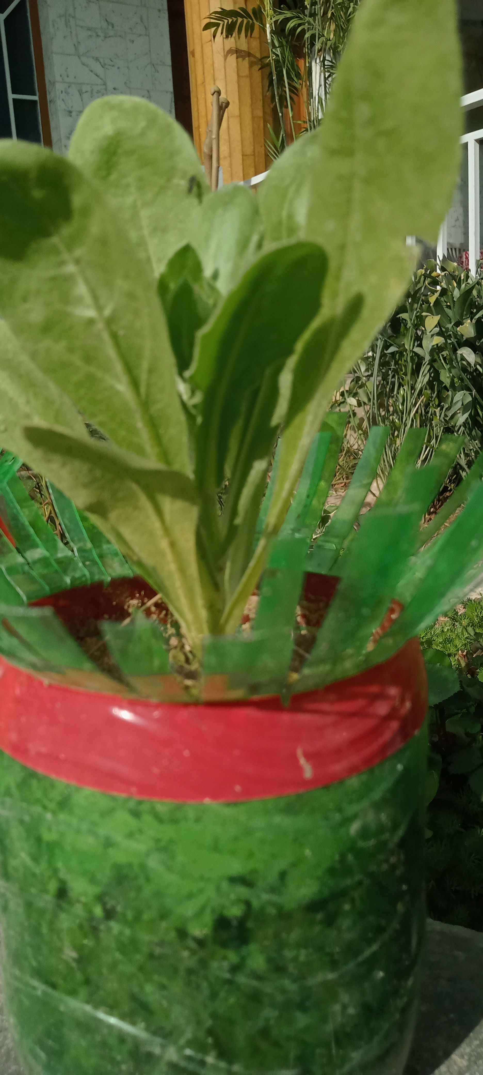 Beautiful Economy Plastic Pot with Marigold (Product-SG 122)