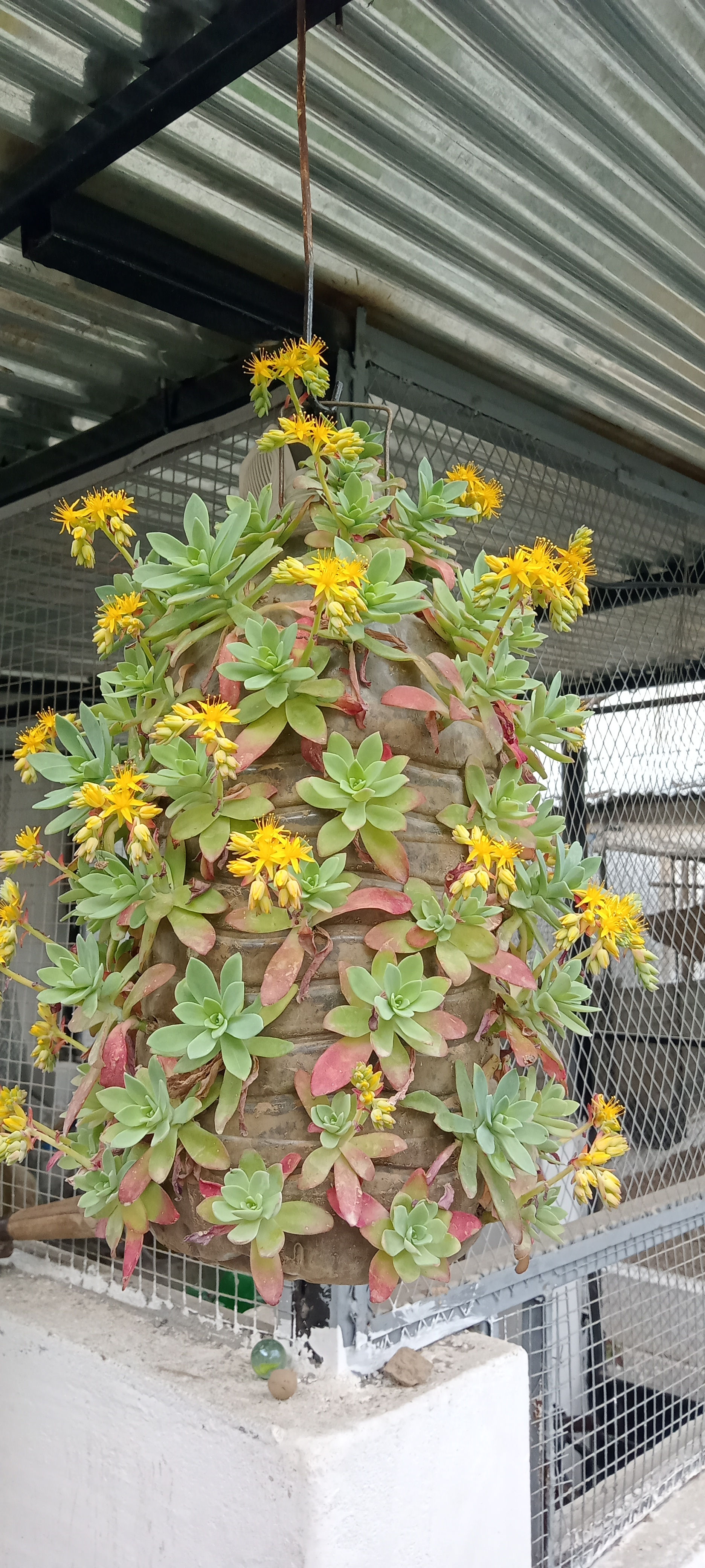 chandelier with succulent flowers (Product-SG 622)