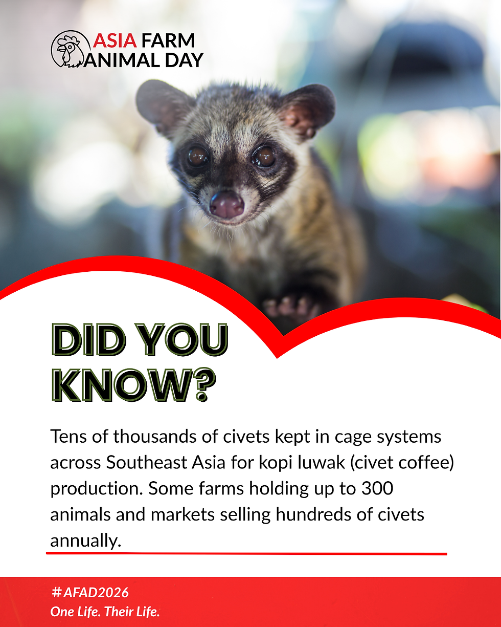 asia-farm-animals-2026-overlooked-farmed-animals-civets