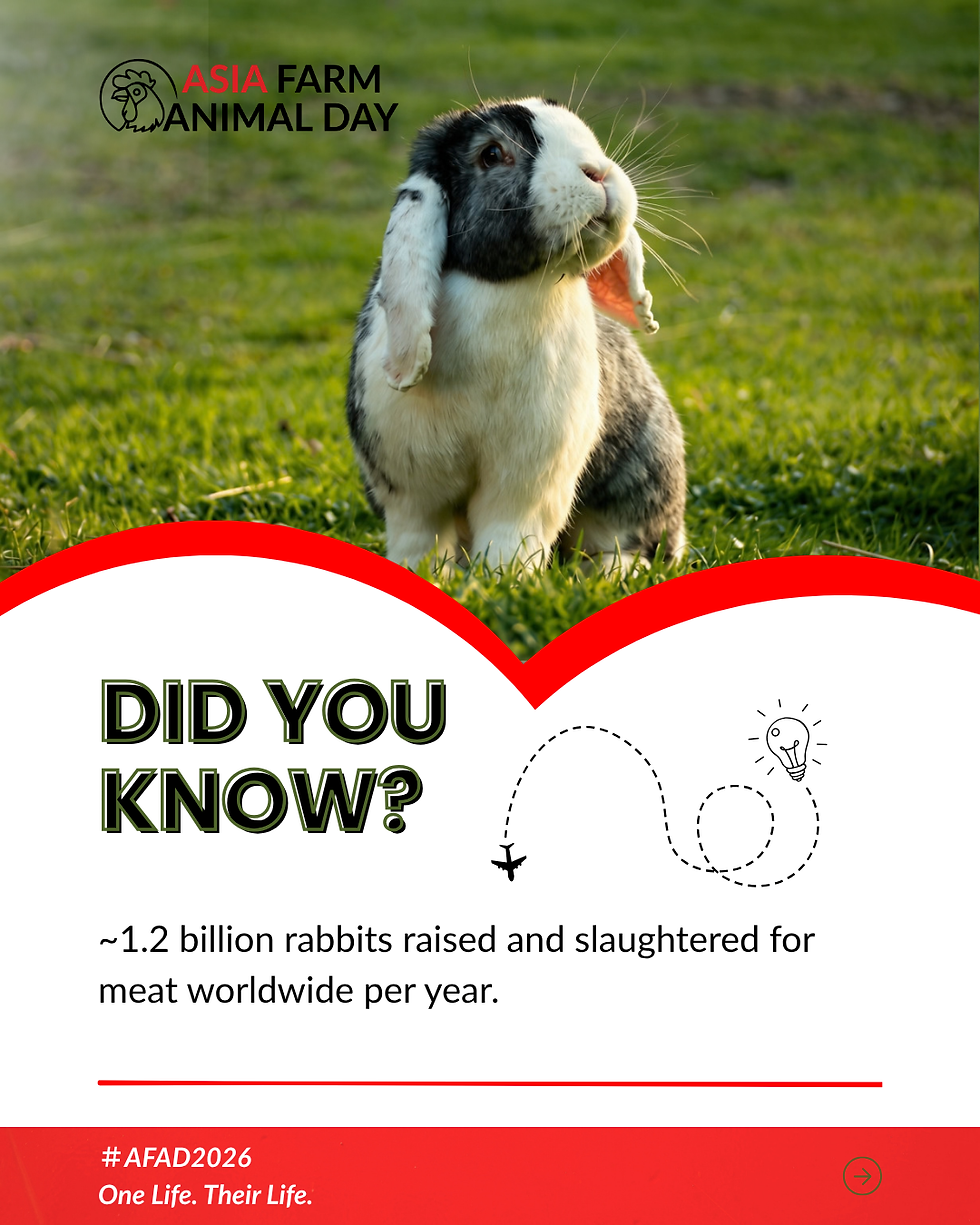 asia-farm-animals-2026-overlooked-farmed-animals-rabbits